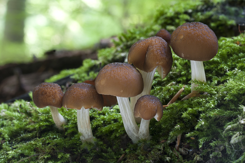 Pluteus phlebophorus